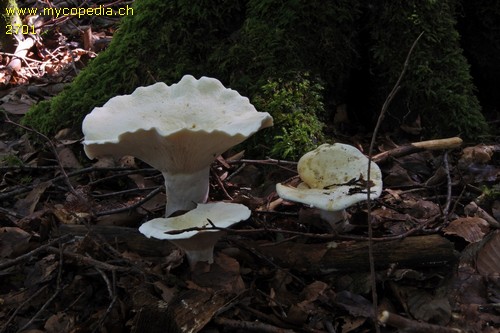 Lactarius piperatus - 