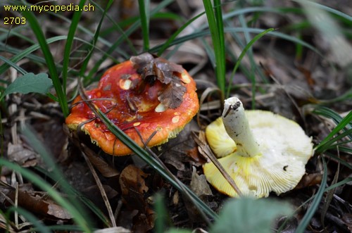 Russula aurea - 