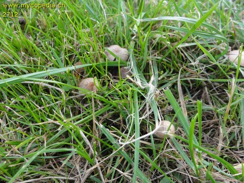 Psathyrella hirta - 