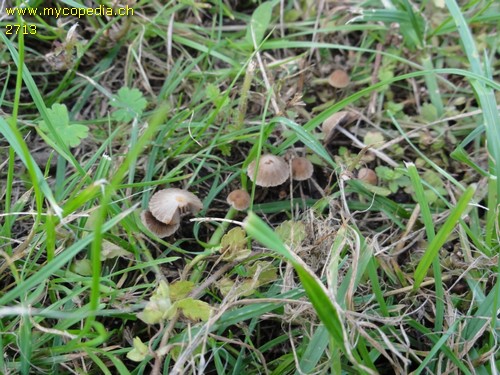 Psathyrella hirta - 