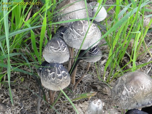 Panaeolus papilionaceus - 