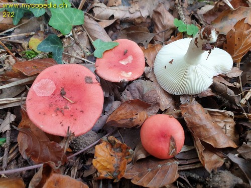 Russula emetica - 