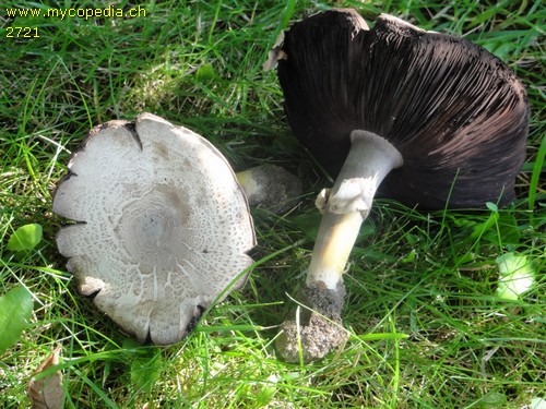 Agaricus moelleri - 