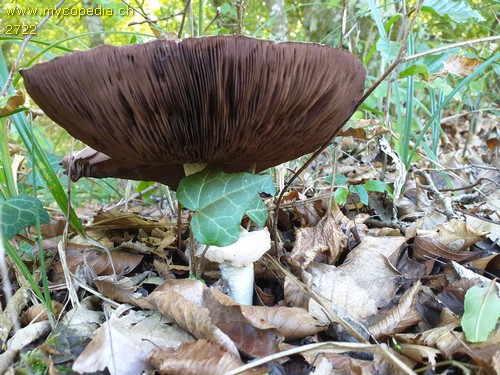 Agaricus moelleri - 