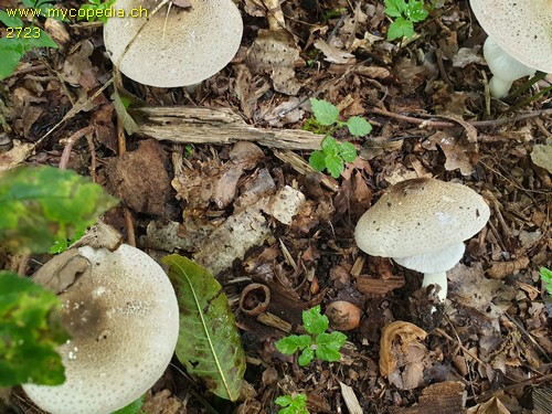 Agaricus moelleri - 