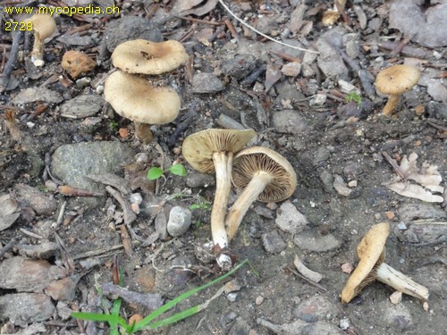 Inocybe dulcamara - 