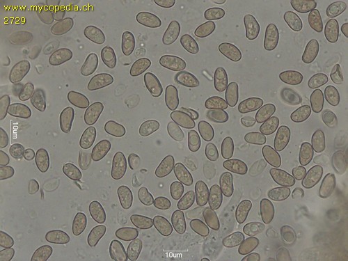 Inocybe dulcamara - 