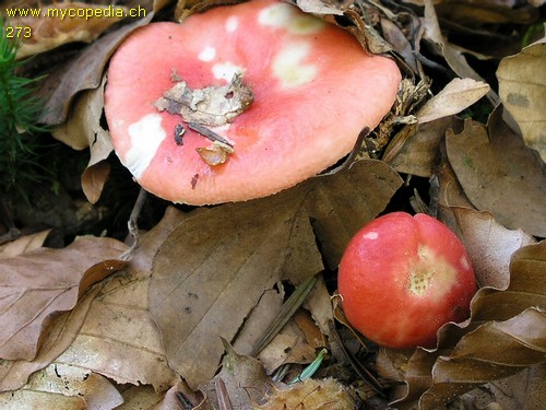 Russula emetica - 