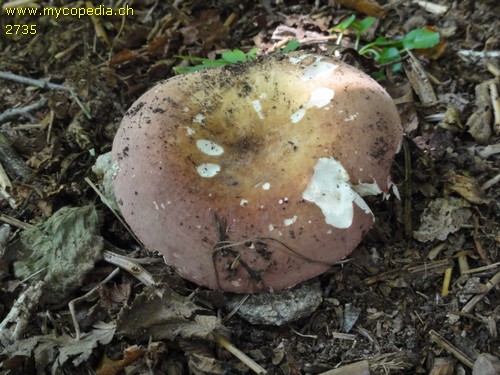 Russula curtipes - 