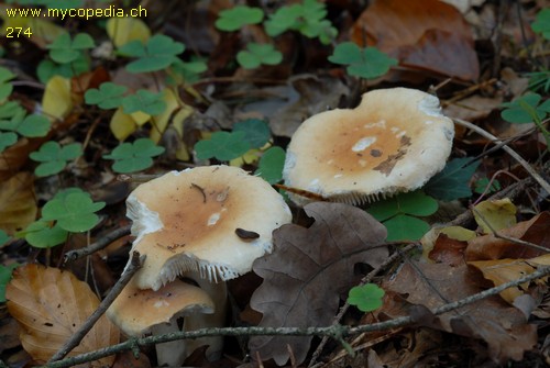 Russula fellea - 