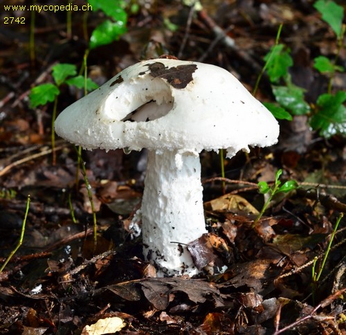 Amanita strobiliformis - 