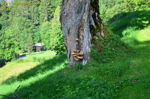 Polyporus squamosus - 