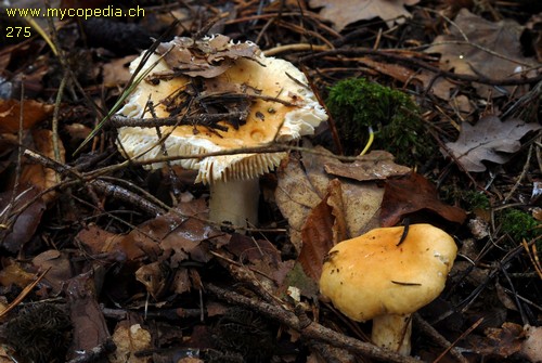 Russula fellea - 