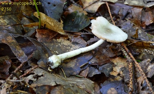 Volvariella murinella - 