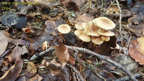 Marasmius torquescens - 