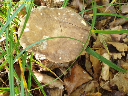 Lactarius azonites - 