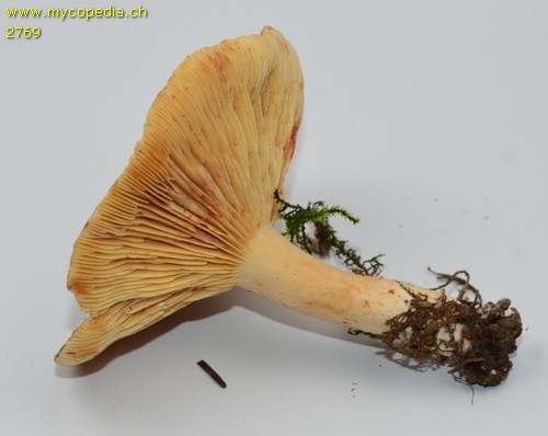 Lactarius azonites - 