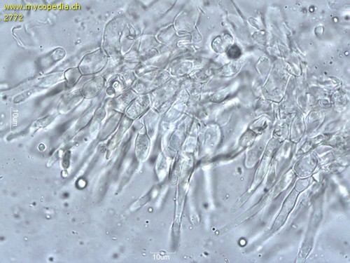 Russula virescens - HDS - 