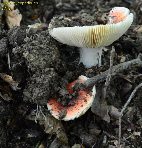 Russula mairei - 