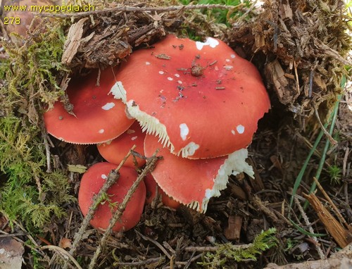 Russula rosea - 