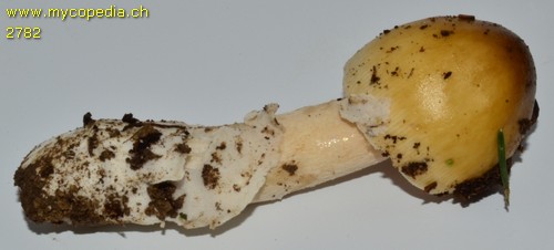 Amanita submembranacea - 