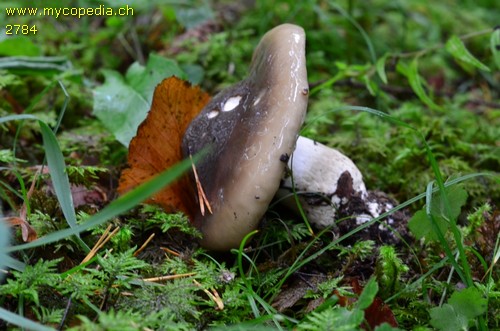 Hygrophorus latitabundus - 