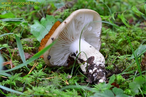 Hygrophorus latitabundus - 