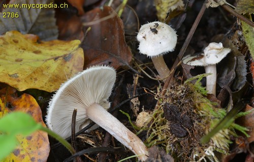 Ripartites tricholoma - 