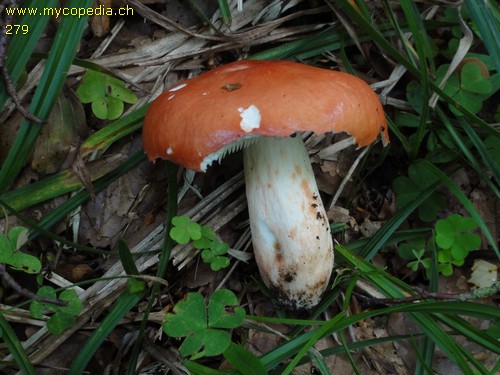 Russula rosea - 