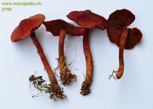 Cortinarius sanguineus - 