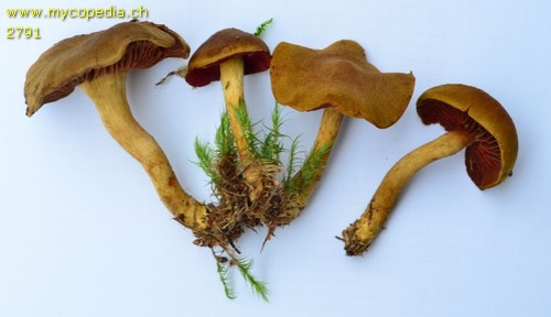 Cortinarius semisanguineus - 