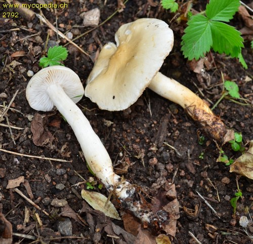 Tricholoma inamoenum - 