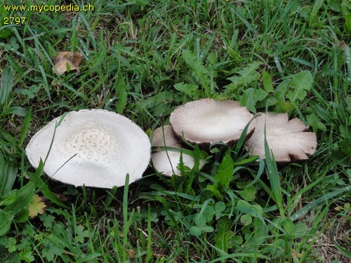 Agaricus campestris - 