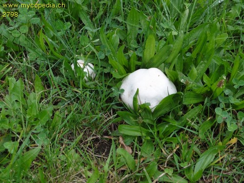 Agaricus campestris - 