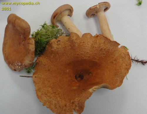 Lactarius helvus - 