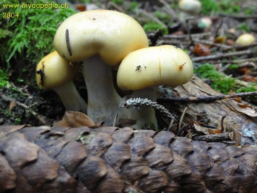 Cortinarius subtortus - 