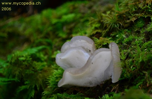 Pseudohydnum gelatinosum - 