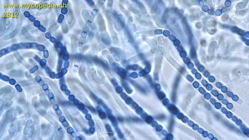 Trichoderma alutaceum - 