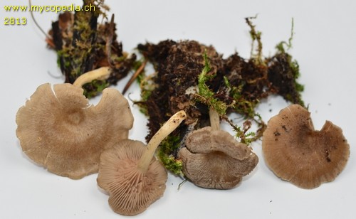 Entoloma undatum - 