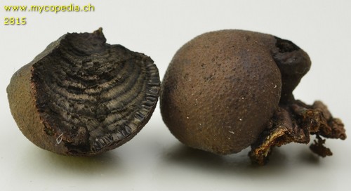 Daldinia concentrica - 