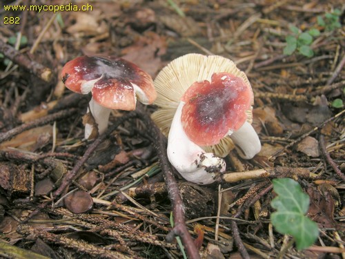 Russula rhodopus - 