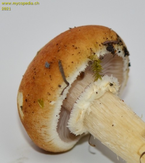 Stropharia coronilla - mit Ring - 