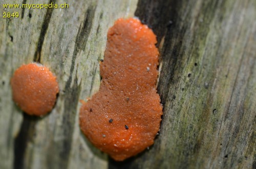 Tubifera ferruginosa - 