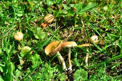 Agrocybe vervacti - 