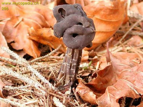 Helvella lacunosa - 