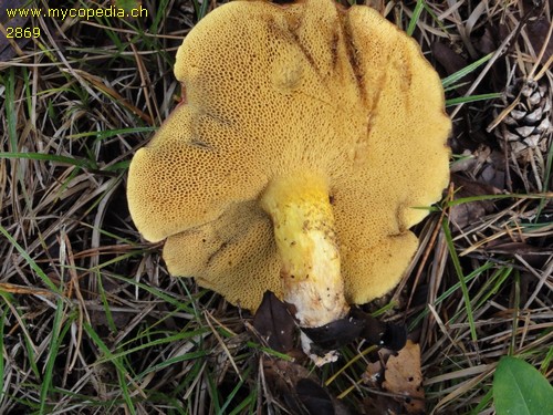 Suillus collinitus - 