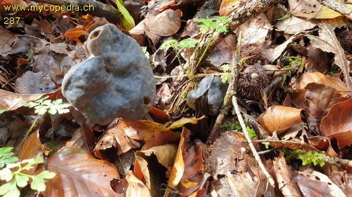 Helvella lacunosa - 