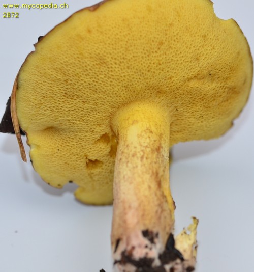 Suillus collinitus - 