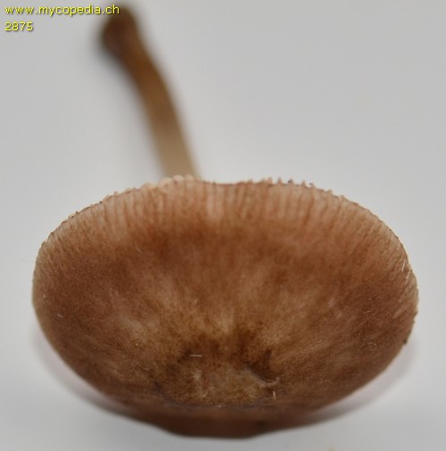 Pluteus hiatulus - 