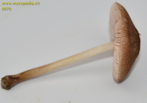 Pluteus hiatulus - 